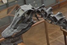 Dinosaure MNHN