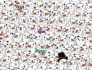 où est le panda ?