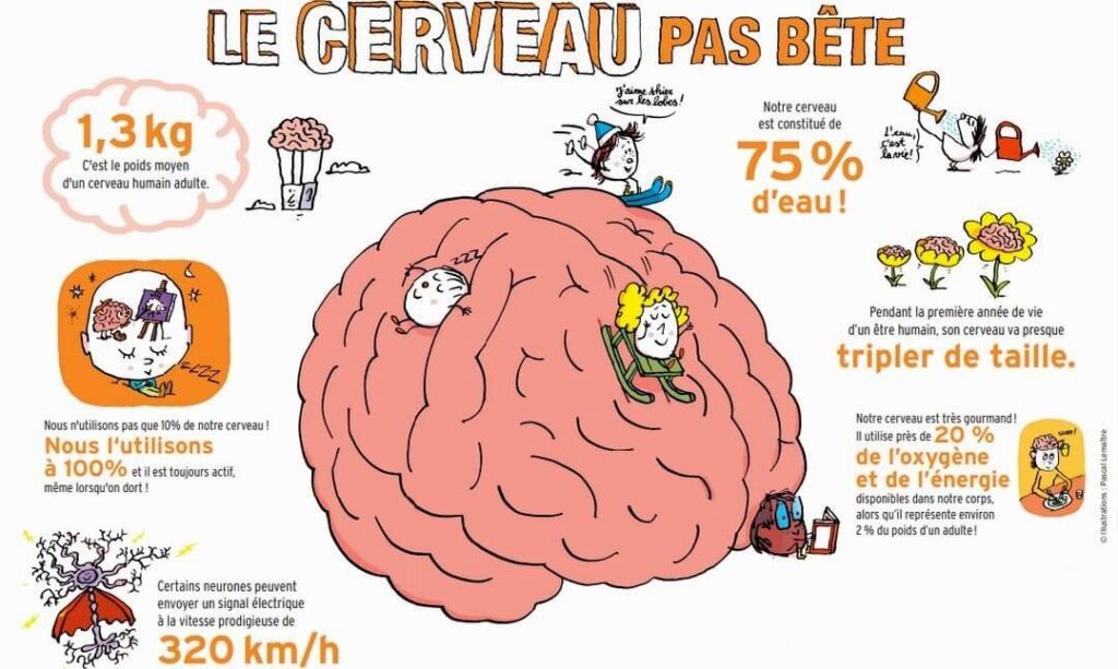 Comment fonctionne le cerveau ? Un livre t