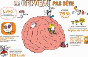 le cerveau