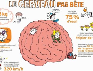 le cerveau