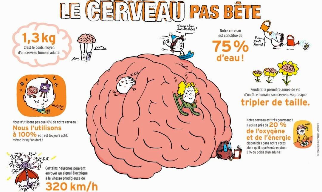 le cerveau